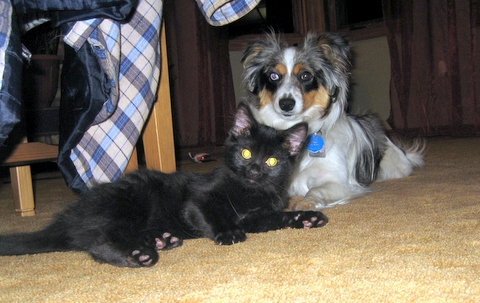 Peanut< Daisy x Biscuit: Calgary AB